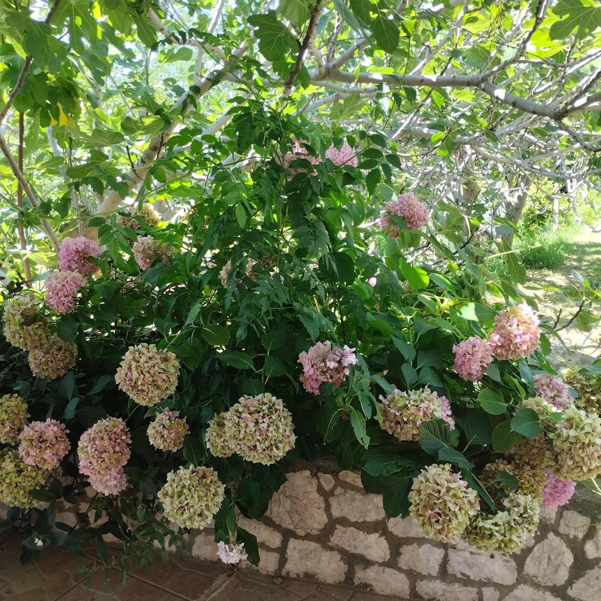 Apartmani Gero Lopar Εξωτερικό φωτογραφία